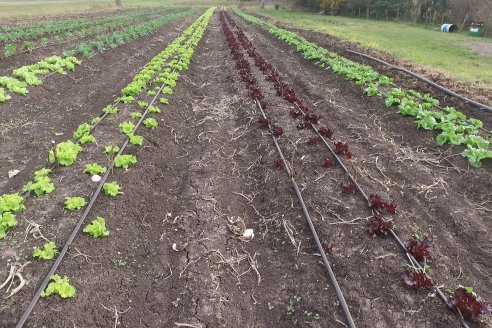 Matias Güttlein - Horticultor - Pasion y profesionalismo en función de lograr verduras de calidad