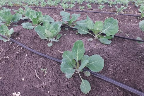 Matias Güttlein - Horticultor - Pasion y profesionalismo en función de lograr verduras de calidad