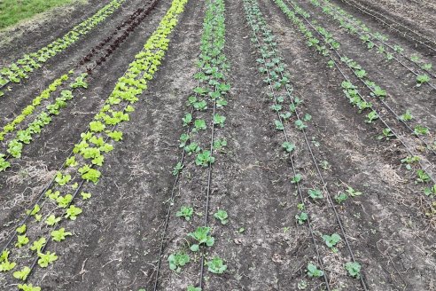 Matias Güttlein - Horticultor - Pasion y profesionalismo en función de lograr verduras de calidad
