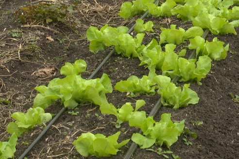Matias Güttlein - Horticultor - Pasion y profesionalismo en función de lograr verduras de calidad