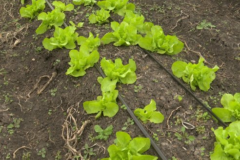 Matias Güttlein - Horticultor - Pasion y profesionalismo en función de lograr verduras de calidad