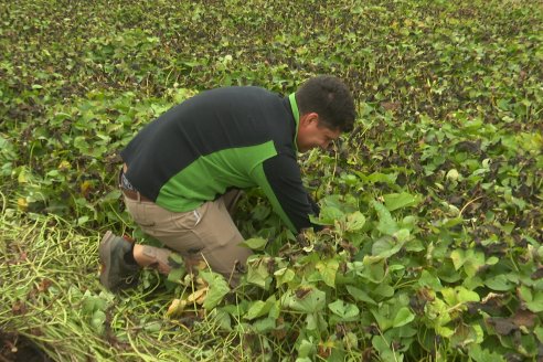 Matias Güttlein - Horticultor - Pasion y profesionalismo en función de lograr verduras de calidad