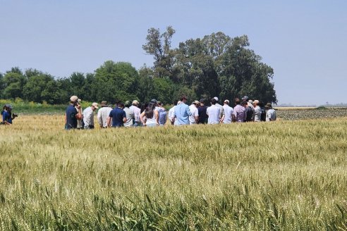 Planificar la fertilización es clave para mantener la productividad