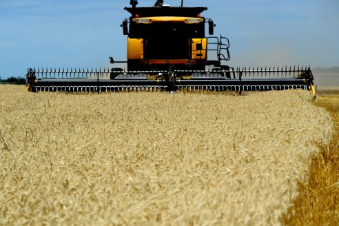 El trigo argentino entra en una nueva etapa: la diferencia está en cómo producimos