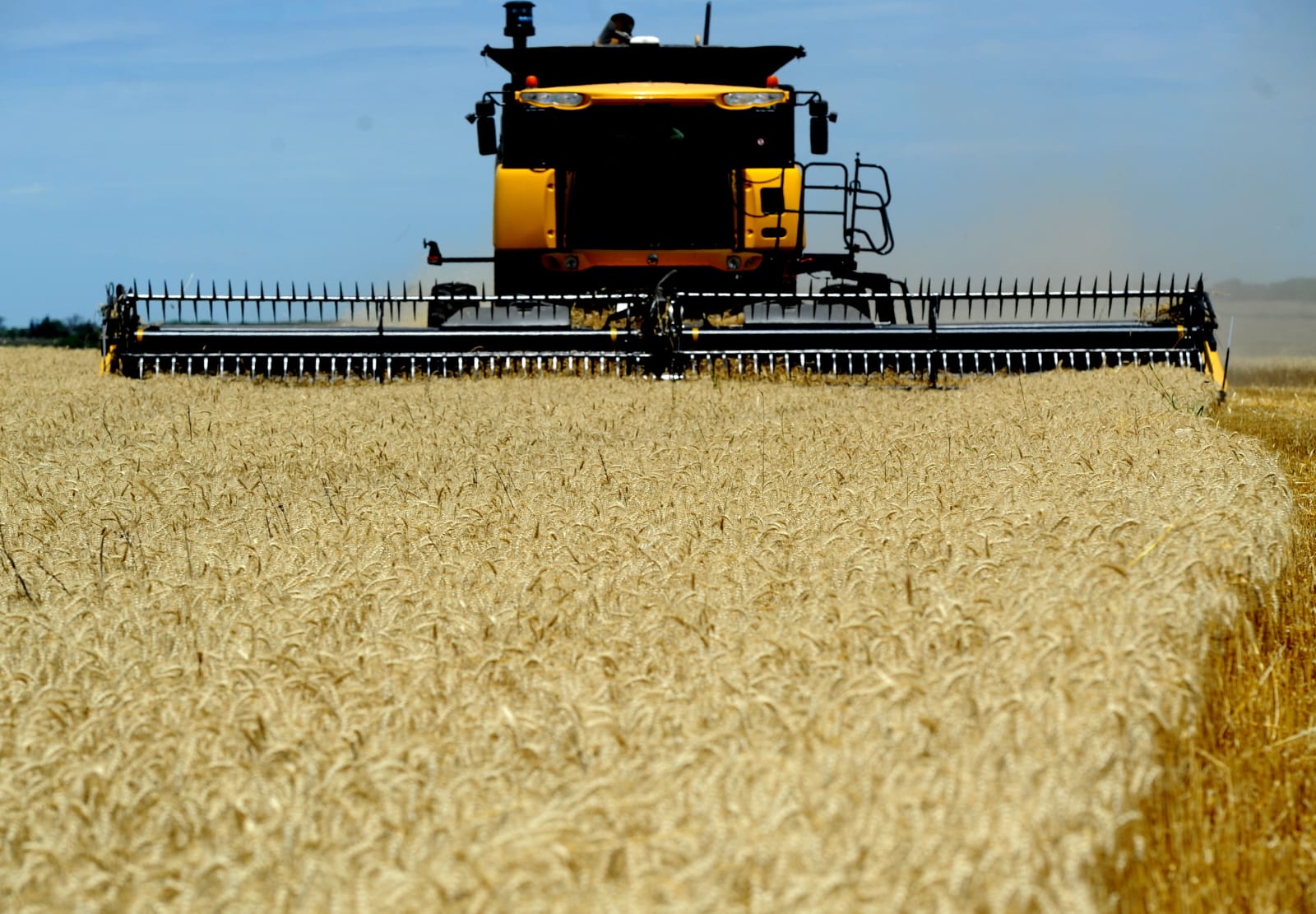 El trigo entra en una nueva etapa y la diferencia está en cómo producir
