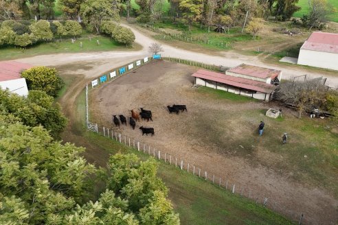 Establ. Don Andrés: Previa al 12° Remate Anual Angus de Calderón