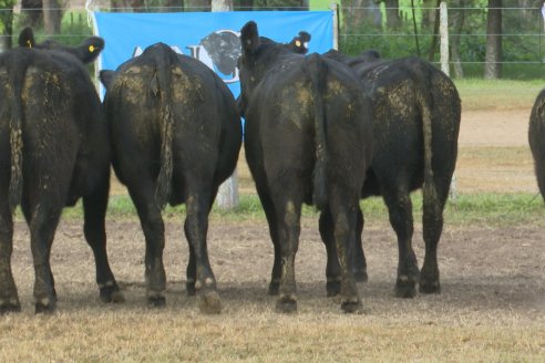 Establ. Don Andrés: Previa al 12° Remate Anual Angus de Calderón