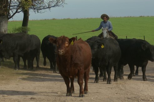 Establ. Don Andrés: Previa al 12° Remate Anual Angus de Calderón