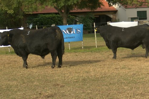 Establ. Don Andrés: Previa al 12° Remate Anual Angus de Calderón