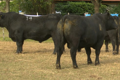 Establ. Don Andrés: Previa al 12° Remate Anual Angus de Calderón