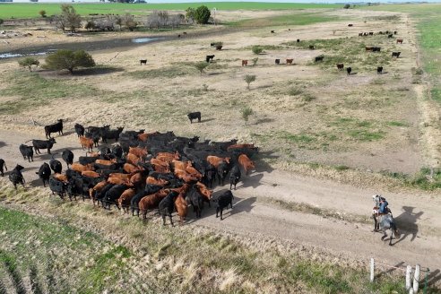 Ya se viene el 12º Remate Anual de Coembotá Angus, de Calderón