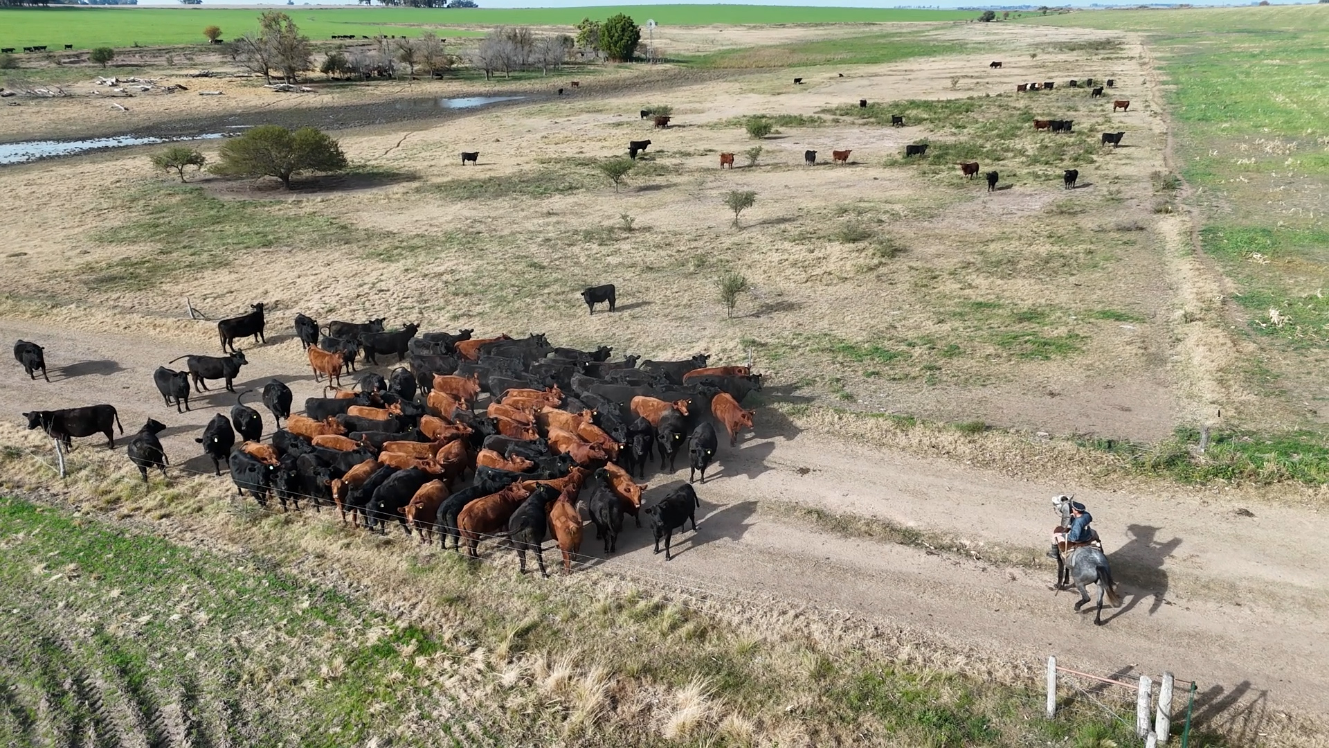 Ya se viene el 12º Remate Anual de Coembotá Angus, de Calderón