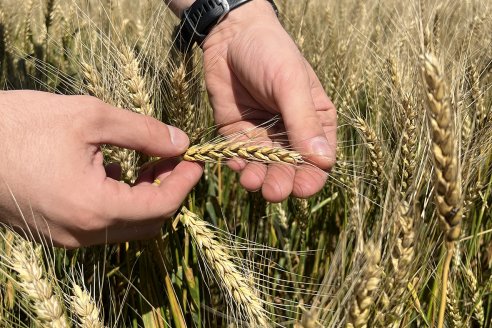 Trigo: Buscando la eficiencia de costos a partir de genética de alto rendimiento.