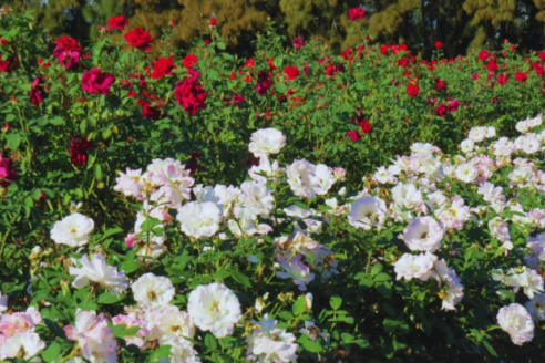 En San Pedro producen rosas de calidad y con certificación sanitaria