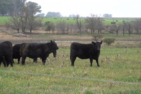 Dia de Campo 2026 - Coembotá de Calderón