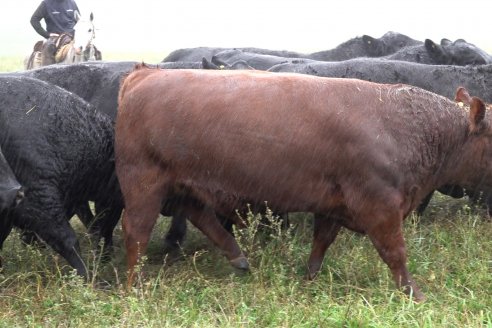 Dia de Campo 2026 - Coembotá de Calderón