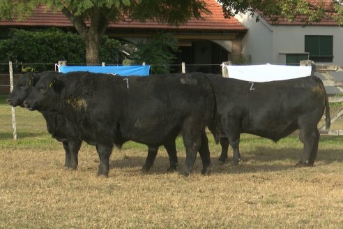 Dia de Campo 2026 - Coembotá de Calderón
