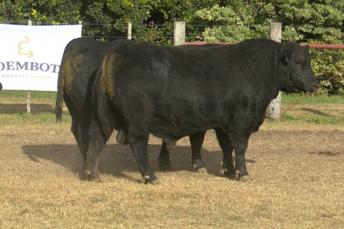 Dia de Campo 2026 - Coembotá de Calderón