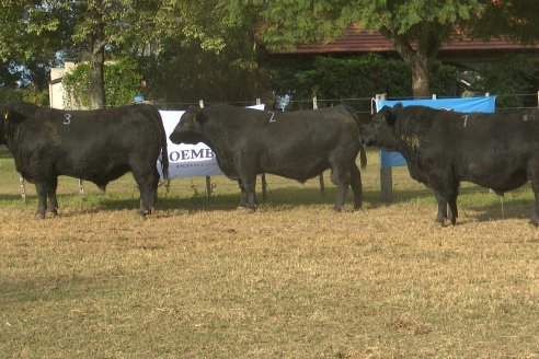Dia de Campo 2026 - Coembotá de Calderón
