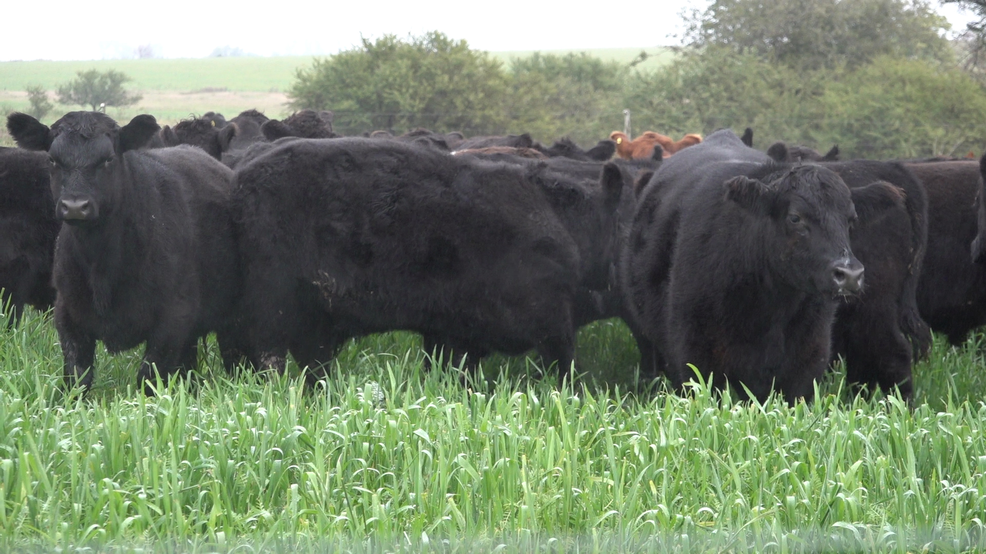 DEP, la sigla que resume la mejor herramienta para comprar un toro