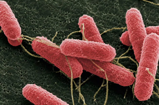 Desarrollan una molécula capaz de disminuir escherichia coli en bovinos