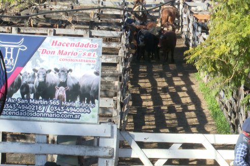 Remate Anual 60 Aniversario de Hacendados Don Mario en Sociedad Rural de Maria Grande