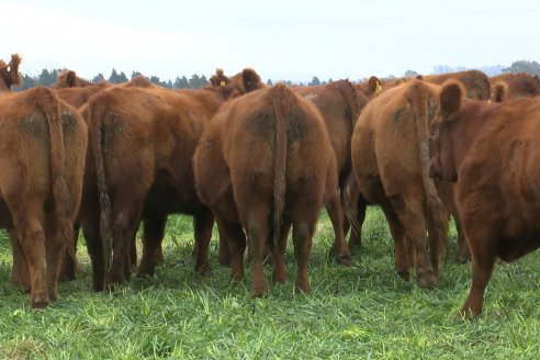 Visita a Cabaña Bajo Fértil de Genética L&rsquo;Arachide - Previa al 6to. Remate Anual