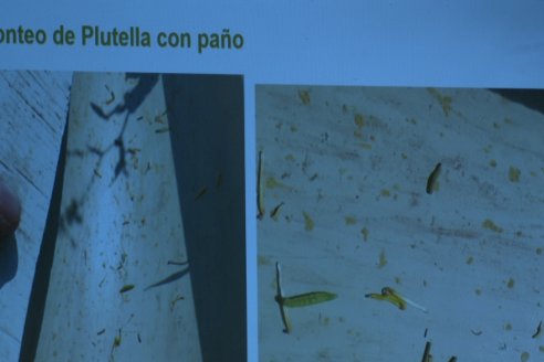 Workshop Trigo y Crucíferas de Syngenta en Santa Fe