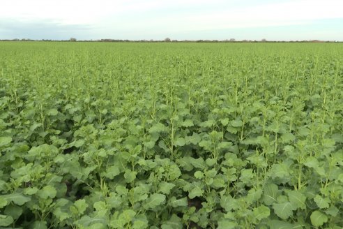 Recorrida por la carinata de Saracho S.A. en Hasenkamp junto a Agrofe Campo y Nufarm