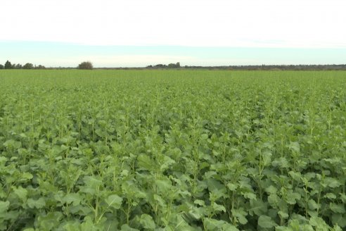 Recorrida por la carinata de Saracho S.A. en Hasenkamp junto a Agrofe Campo y Nufarm