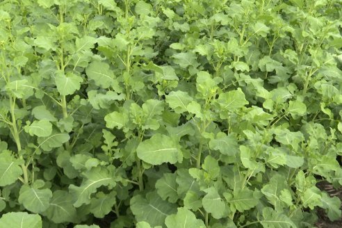 Recorrida por la carinata de Saracho S.A. en Hasenkamp junto a Agrofe Campo y Nufarm