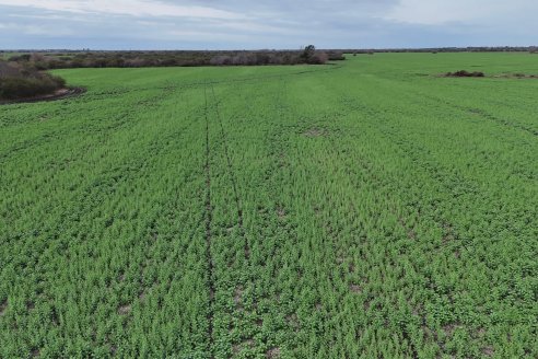 Recorrida por la carinata de Saracho S.A. en Hasenkamp junto a Agrofe Campo y Nufarm