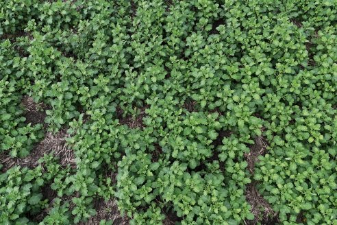 Recorrida por la carinata de Saracho S.A. en Hasenkamp junto a Agrofe Campo y Nufarm
