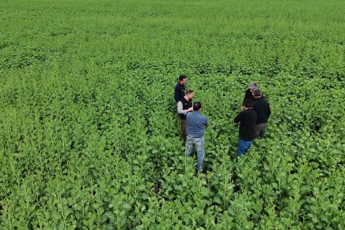 Recorrida por la carinata de Saracho S.A. en Hasenkamp junto a Agrofe Campo y Nufarm