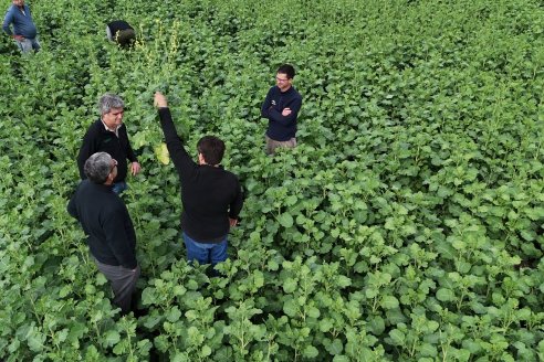 Recorrida por la carinata de Saracho S.A. en Hasenkamp junto a Agrofe Campo y Nufarm