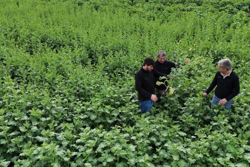 Recorrida por la carinata de Saracho S.A. en Hasenkamp junto a Agrofe Campo y Nufarm
