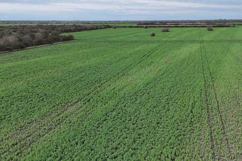 Recorrida por la carinata de Saracho S.A. en Hasenkamp junto a Agrofe Campo y Nufarm