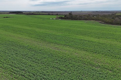 Recorrida por la carinata de Saracho S.A. en Hasenkamp junto a Agrofe Campo y Nufarm