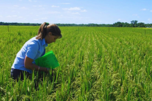 Ajustan la fertilización nitrogenada para maximizar los rendimientos de una variedad de arroz