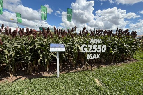 Sorgo: la alternativa estratégica para aprovechar el potencial de esta campaña