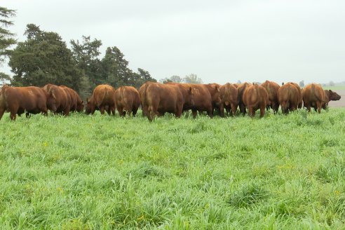 Visita a Cabaña Malaika : Previa al 5° Remate Anual