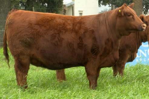 Visita a Cabaña Malaika : Previa al 5° Remate Anual