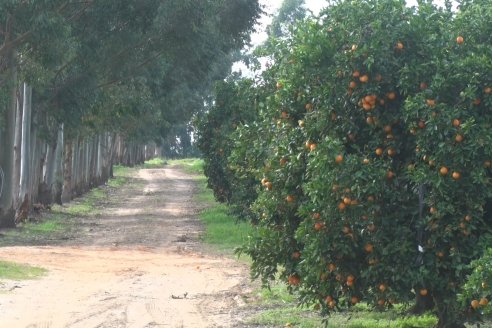 Visita a Establecimeinto Citricola El Aroma - Colonia Roca, Departamento Concordia