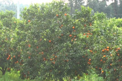 Visita a Establecimeinto Citricola El Aroma - Colonia Roca, Departamento Concordia