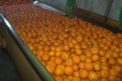 Visita a Establecimeinto Citricola El Aroma - Colonia Roca, Departamento Concordia