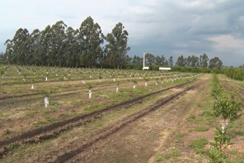 Visita a Establecimeinto Citricola El Aroma - Colonia Roca, Departamento Concordia