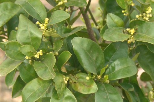 Visita a Establecimeinto Citricola El Aroma - Colonia Roca, Departamento Concordia
