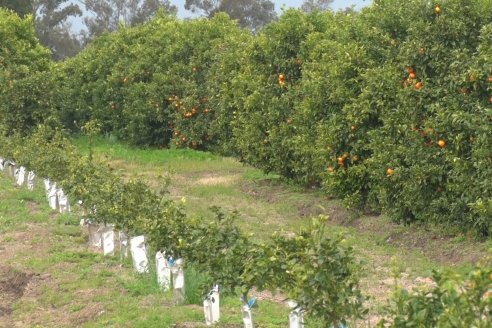 Visita a Establecimeinto Citricola El Aroma - Colonia Roca, Departamento Concordia
