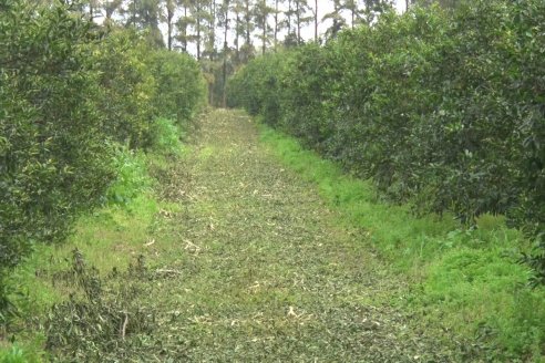 Visita a Establecimeinto Citricola El Aroma - Colonia Roca, Departamento Concordia