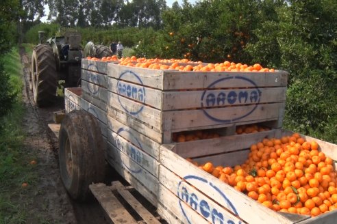 Visita a Establecimeinto Citricola El Aroma - Colonia Roca, Departamento Concordia